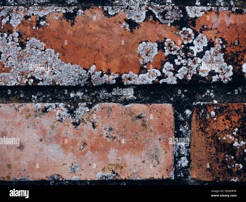 What Causes White Spots On Brick Walls at Karen Cutright blog